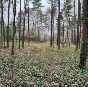  2 150 m2, działka w Konstancinie-Jeziornie